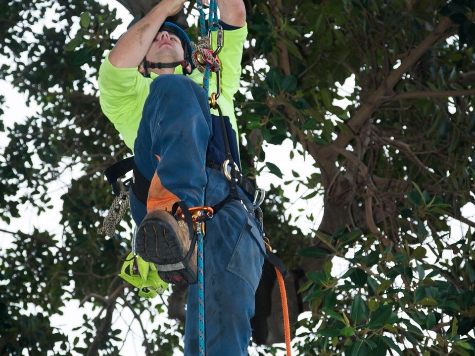 Qualified arborist working in a mature tree during a property survey in Nottinghamshire