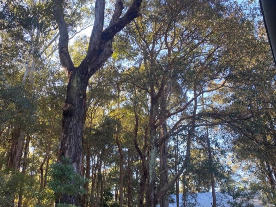 Mature trees in close proximity to a residential property - the type of scenario lenders flag for a tree survey